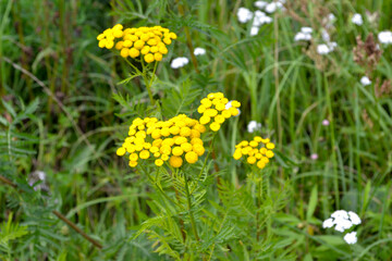 yellow flowers of common tansy (Tanacetum)