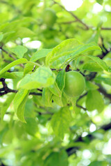 Green Plum on Tree Branch