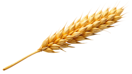 Golden Wheat Stalk Close Up Isolated on Transparent Background