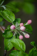 The apple tree