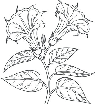 A black and white line drawing of two datura flowers and several leaves on a stem