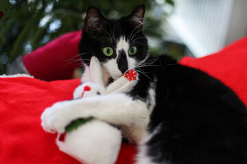Black and white cat hugging white bunny Christmas toy near Christmas tree