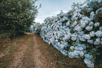 Narrow country dirt road winding alongside a lush, vibrant wall of blooming blue hydrangeas, creating a serene and romantic natural scene under a soft blue sky in summer