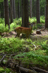 La Plaine 31 Juillet 2025