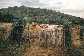 Group of oxen standing behind a rustic wooden fence in a rural pasture surrounded by green hills and ivy-covered posts, captured on a cloudy day in an authentic countryside setting