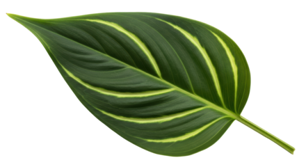 Isolated Green Leaf with Yellow Stripes