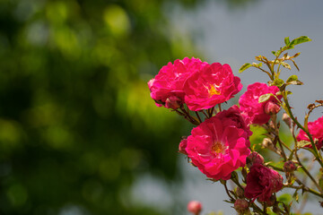Red rose flowers blooming outdoors in afternoon light. 
