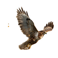 A raptor in flight against a black backdrop
