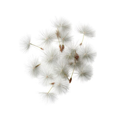 Fluffy white flower cluster