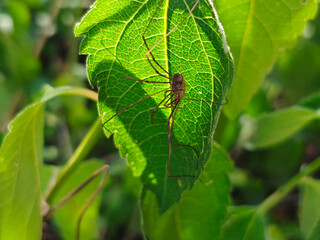 Harvestman on a leaf, backlit by the sun.