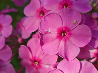 A tiny crab spider hides on a bright pink phlox flower.