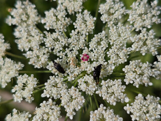 Bugs on a white flower, with a pink center.