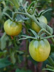 Unripe tomatoes on the vine in a garden.