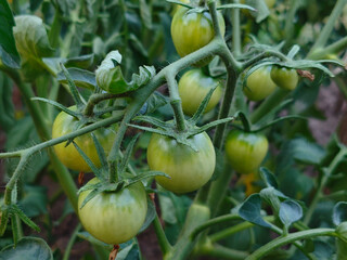 Unripe tomatoes on the vine in a garden.