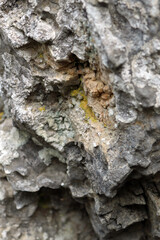 Weathered Rock Surface with Lichen