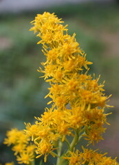 photo of goldenrod (Solidago virgaurea) close-up
