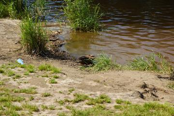 A Tranquil Lakeside Scene featuring Lush Green Grass and Peaceful Calm Waters nearby