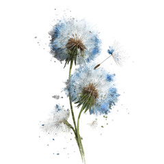 Close-up of three light blue dandelion heads