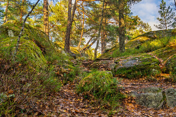 Twisted pine trees on mossy rocks in Østmarka forest near Oslo, Norway