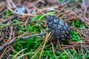 Pine cone lying on forest moss and needles in Østmarka, Norway
