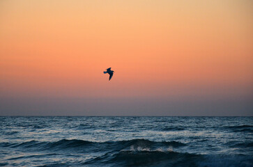  Sunrise in sea- morning landscape  with red -yellow color  sky ,waves and flying seagull. Nature ,sea landscape..