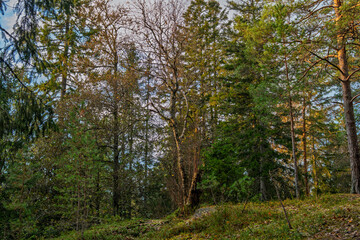 Autumn mixed forest in Østmarka, Norway with birch and pine trees