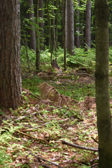 La Plaine 31 Juillet 2025