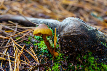 Wild forest mushrooms on pine needle ground in Østmarka, Norway