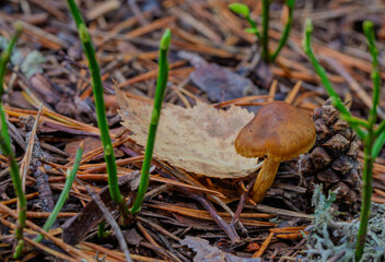 Wild forest mushrooms on pine needle ground in Østmarka, Norway