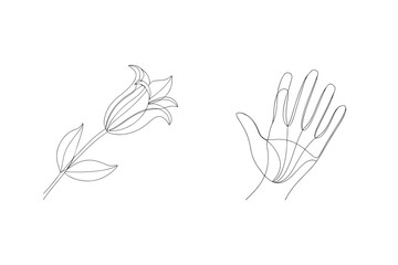 Obraz premium Single line drawing of a lily flower and a hand bloom