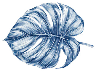 PNG Antique of tropical leaf drawing sketch plant.