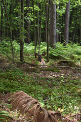 La Plaine 31 Juillet 2025