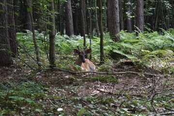 La Plaine 31 Juillet 2025
