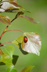 A beetle on a leaf