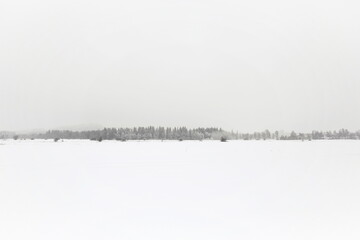 Snowy landscape with a long line of trees