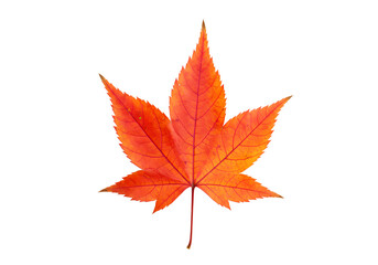 Vibrant Autumn Maple Leaf: Perfect for Fall Designs & Projects Isolated on Transparent Background