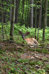 La Plaine 31 Juillet 2025