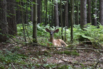 La Plaine 31 Juillet 2025