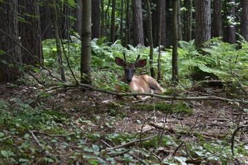 La Plaine 31 Juillet 2025