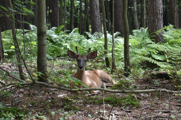 La Plaine 31 Juillet 2025