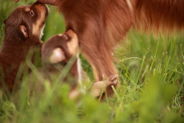 Mother dog is nursing her puppies in a grassy field