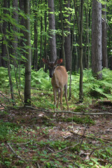 La Plaine 31 Juillet 2025