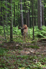 La Plaine 31 Juillet 2025