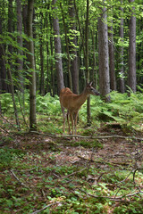 La Plaine 31 Juillet 2025