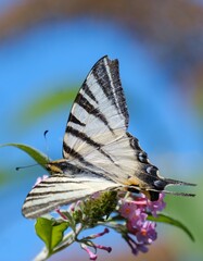 the most beautiful butterfly iphiclides podalirius on a flower
