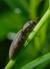 beetle Athous haemorrhoidalis on a grass stem