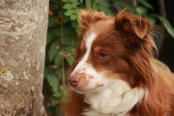 Brown and white dog is sitting in front of a tree