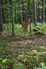 La Plaine 31 Juillet 2025