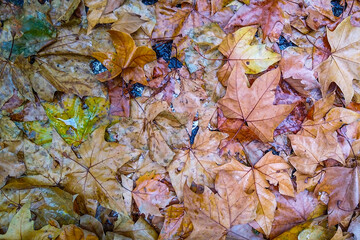 Overhead shot leaves over sidewalk, montevideo, uruguay