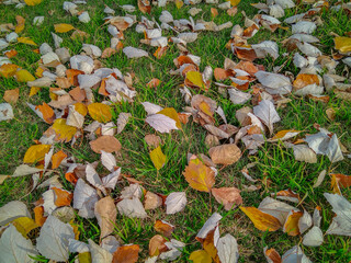 Dry leaves over grass ground at winter time